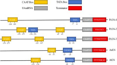 Genome editing in the edible fungus Poria cocos using  - Frontiers